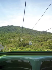 rainforest canopy in one of Skyrail Rainforest Cableway